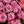 MARITIME ROSE