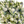 LISIANTHIUS